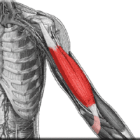 Struktural balance – Biceps brachii og Brachialis